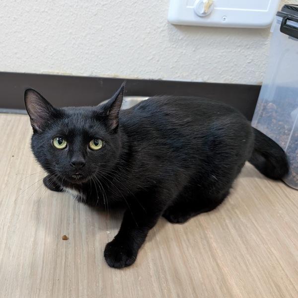 Enlarge KB, a Adoptable Domestic Short Hair in Portland, OR image 1/2