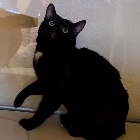 Enlarge KB, a Adoptable Domestic Short Hair in Portland, OR image 2/2