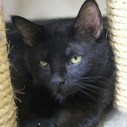 KB, a Adoptable Domestic Short Hair in Portland, OR image 5/5