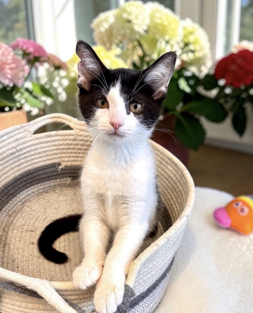 Slinky - KITTEN, an adopted Domestic Short Hair in Perry, IA image 4/5