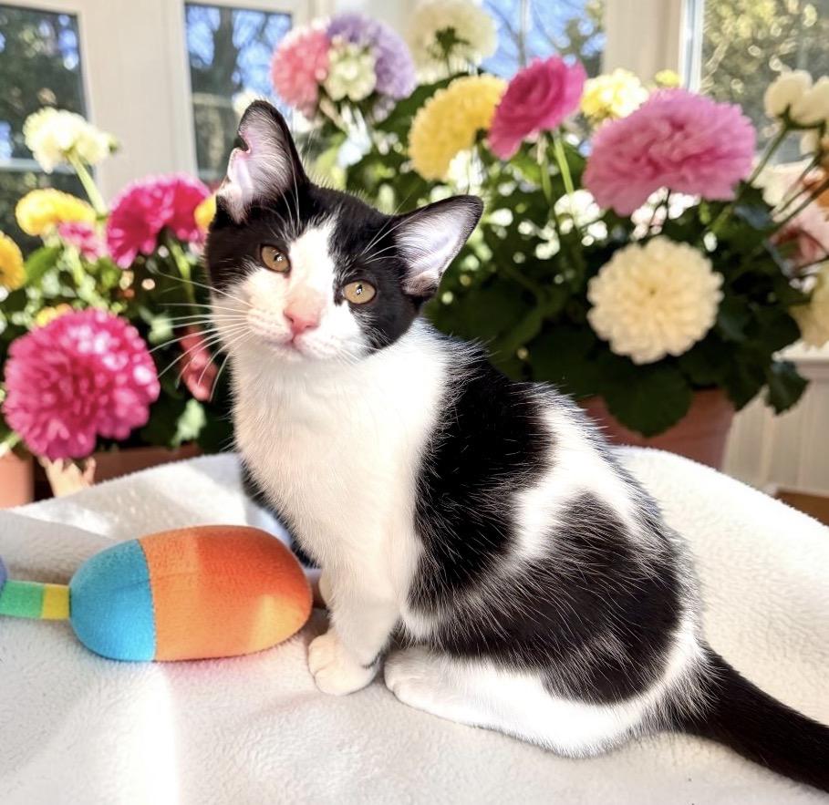 Slinky - KITTEN, an adopted Domestic Short Hair in Perry, IA image 5/5