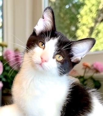 Slinky - KITTEN, an adopted Domestic Short Hair in Perry, IA image 1/5