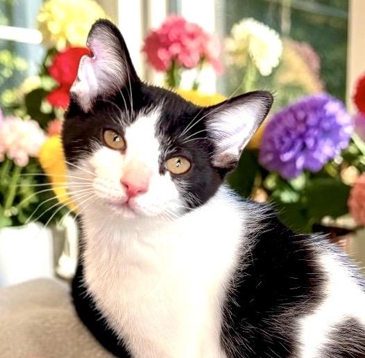 Slinky - KITTEN, an adopted Domestic Short Hair in Perry, IA image 2/5