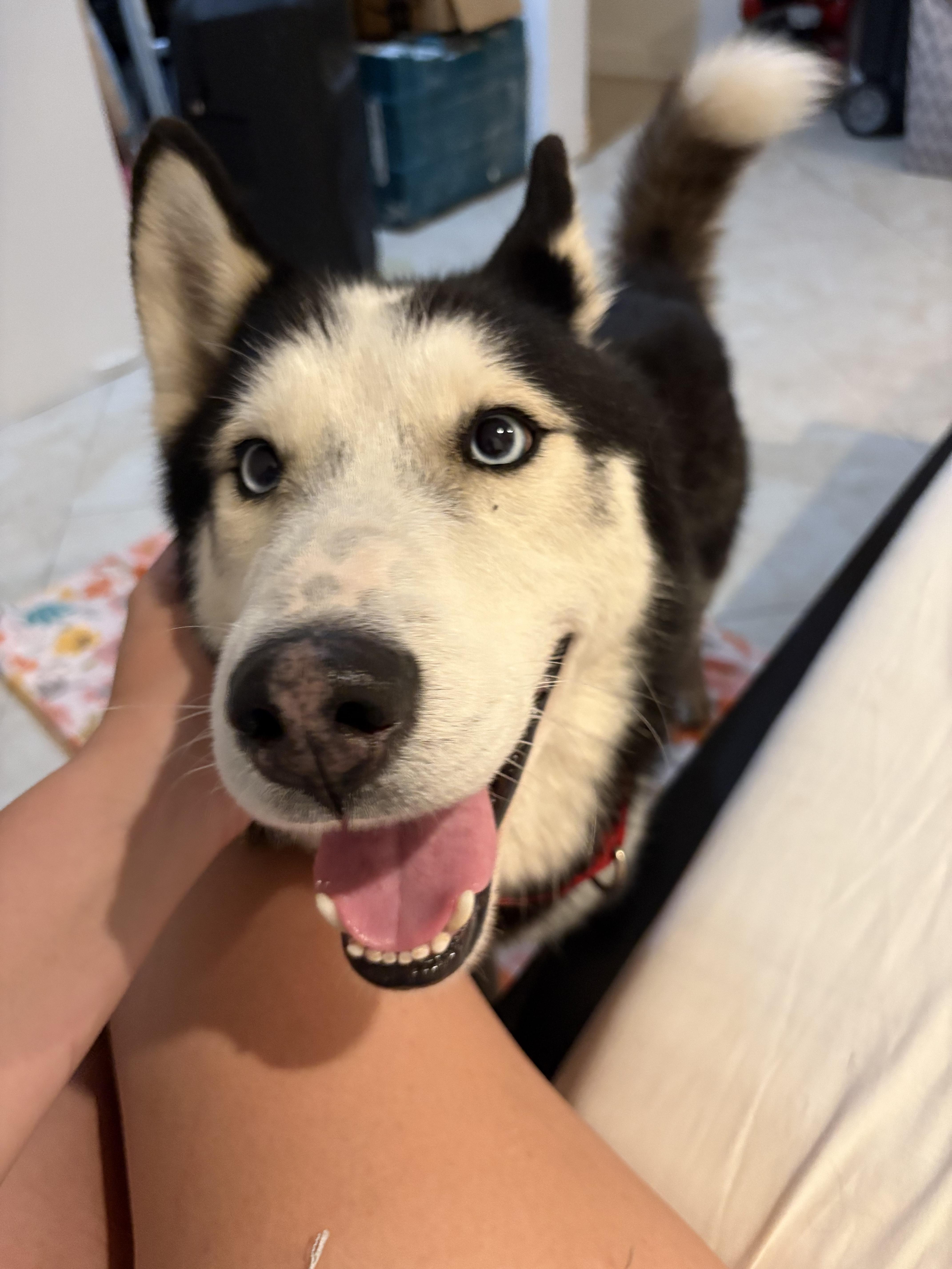 Denali, Adopted, Adult Male Siberian Husky.