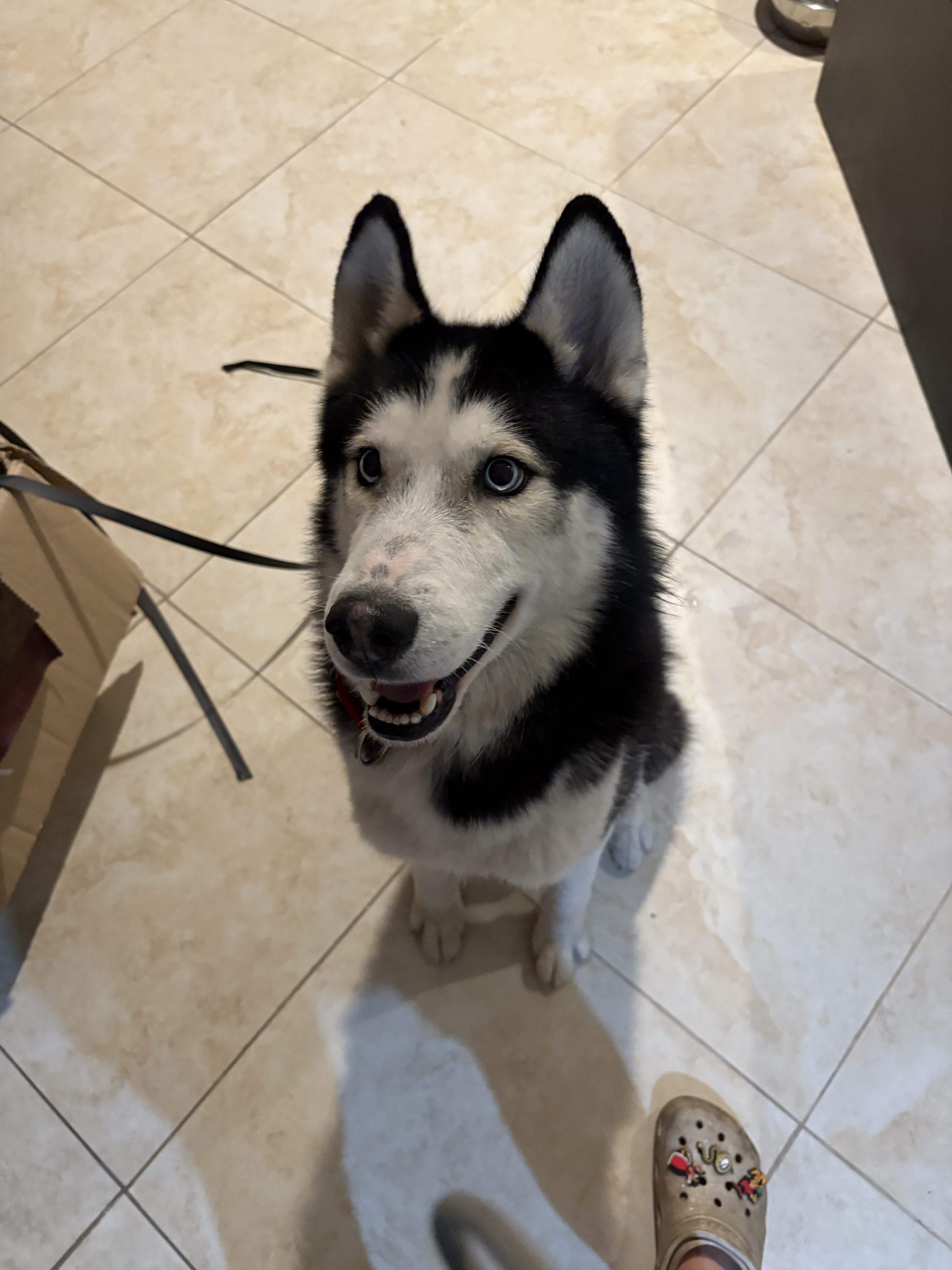 Enlarge Denali, a Adopted Siberian Husky in Gainesville, FL image 2/4