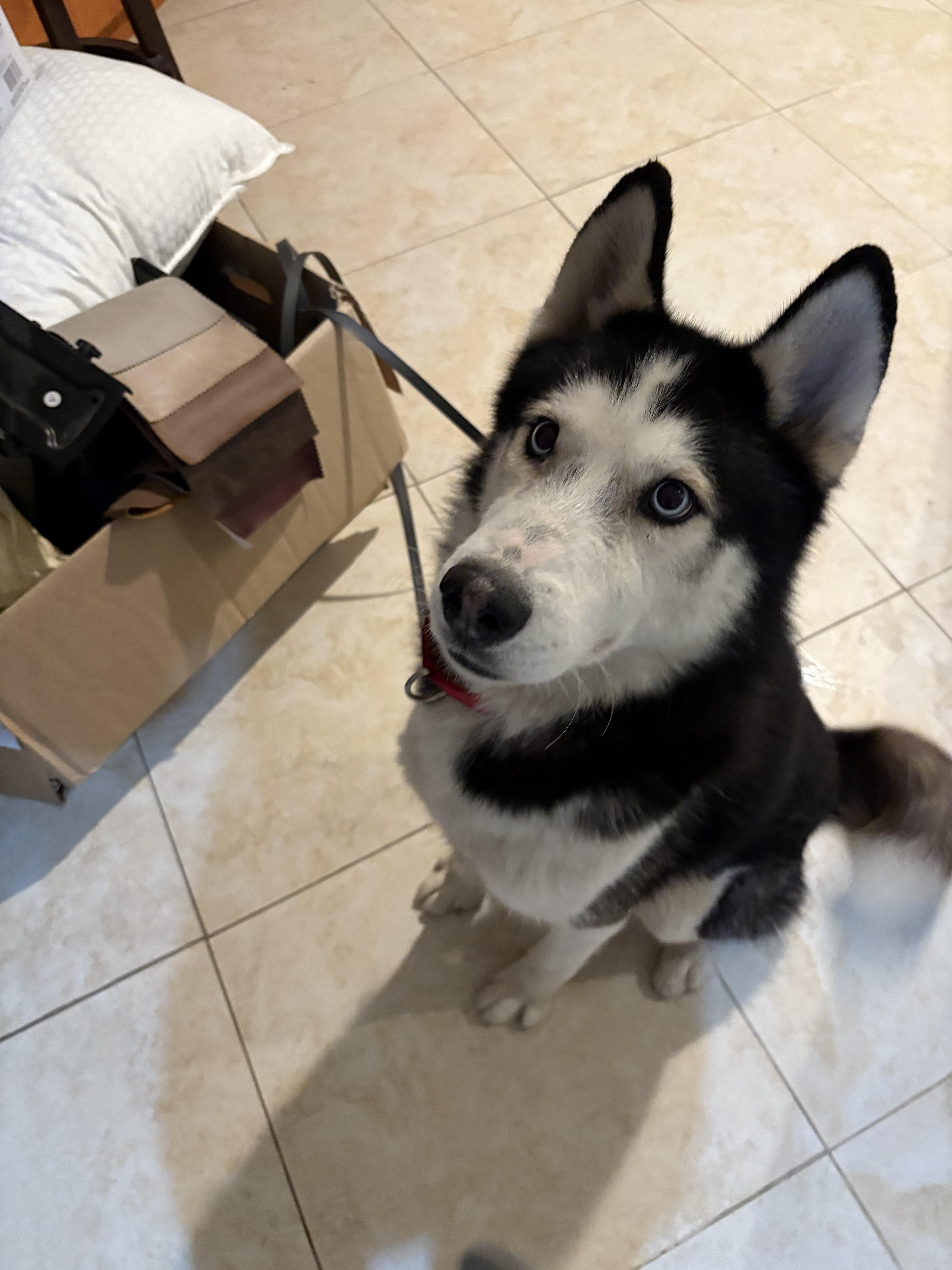 Enlarge Denali, a Adopted Siberian Husky in Gainesville, FL image 3/4