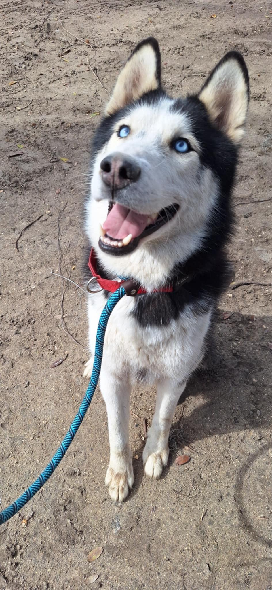 Enlarge Denali, a Adopted Siberian Husky in Gainesville, FL image 4/4