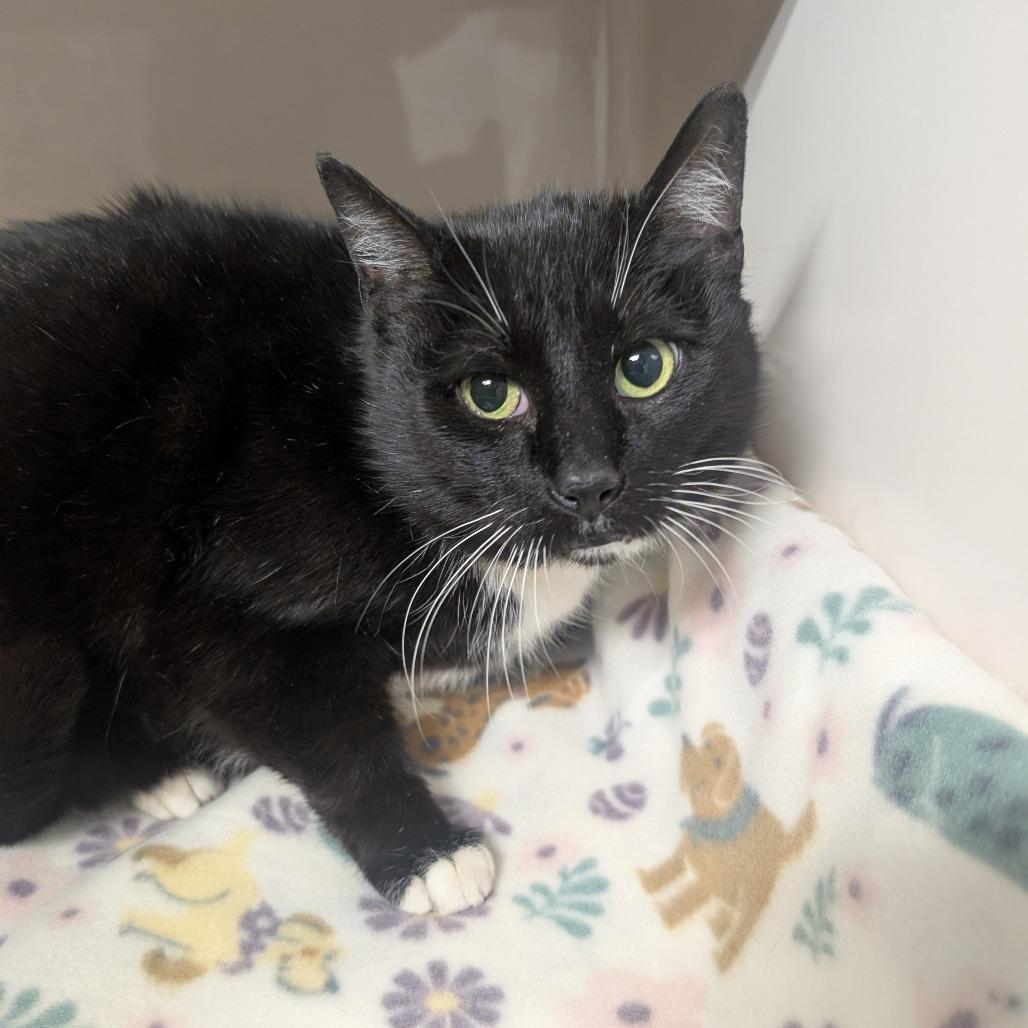 Enlarge Domino, a Adoptable Domestic Short Hair in Watertown, NY image 1/2