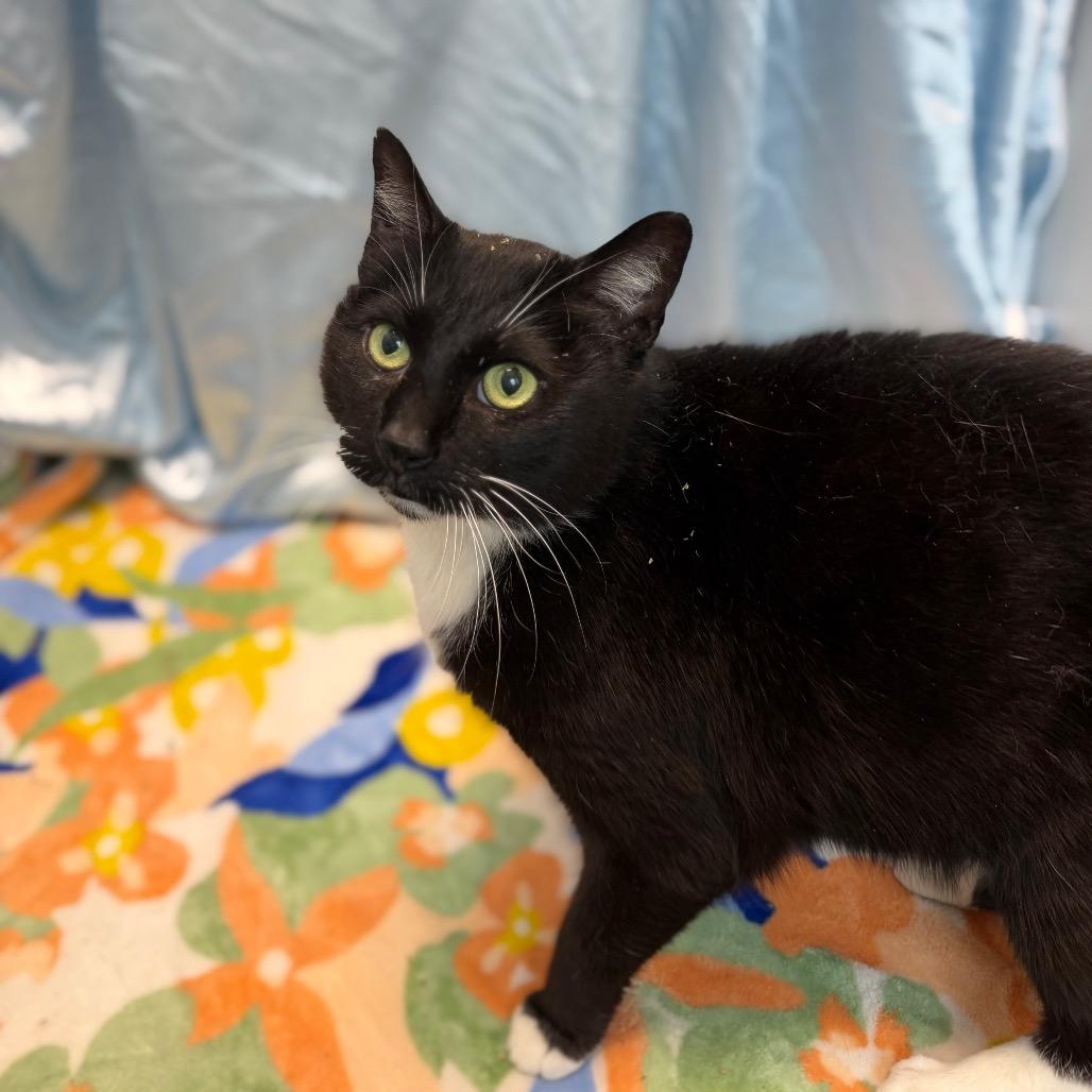 Enlarge Domino, a Adoptable Domestic Short Hair in Watertown, NY image 2/2