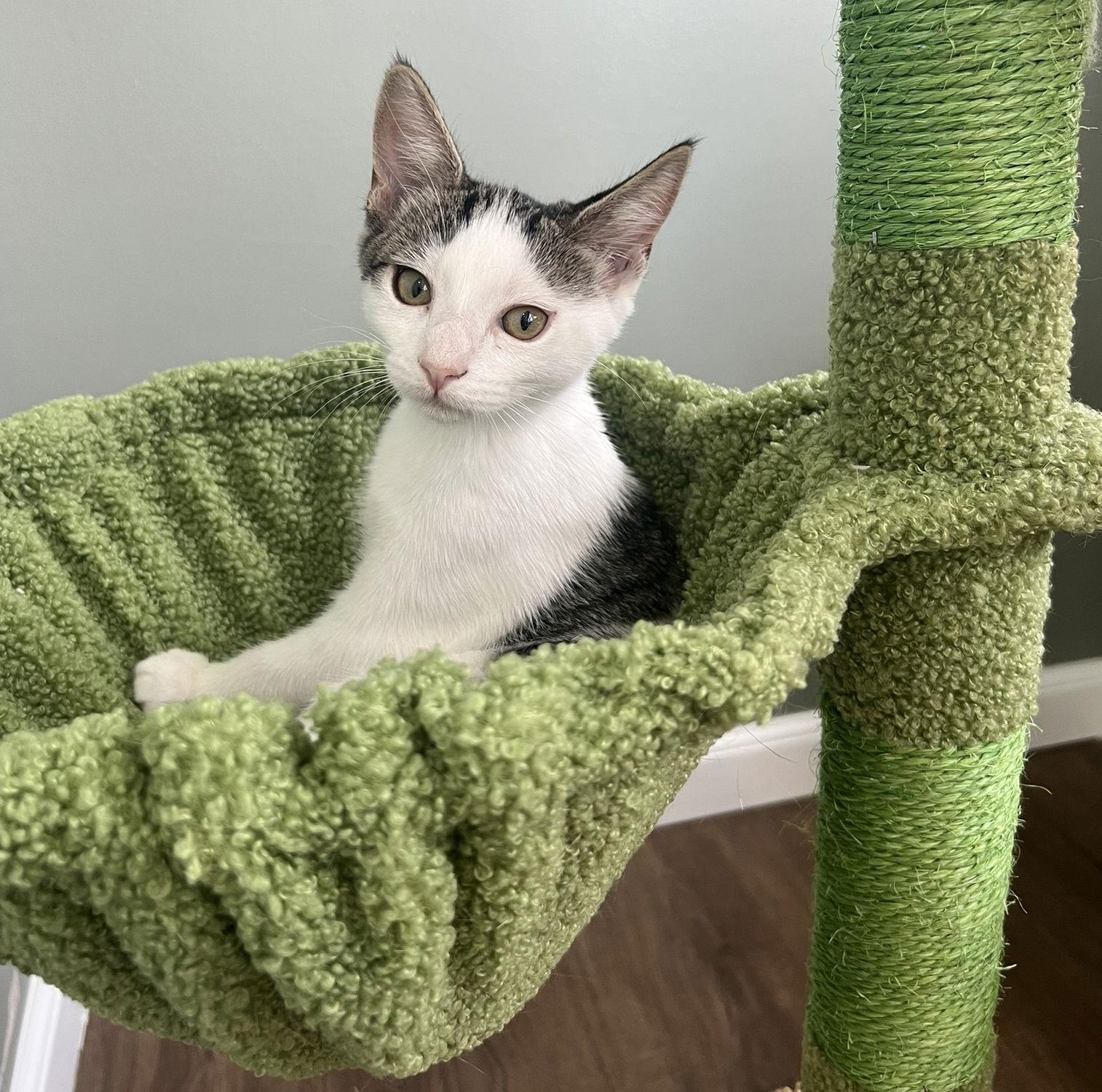 Lil #Phil's-Rugrat-sis, Adopted, Kitten Female Tabby & Domestic Short Hair.