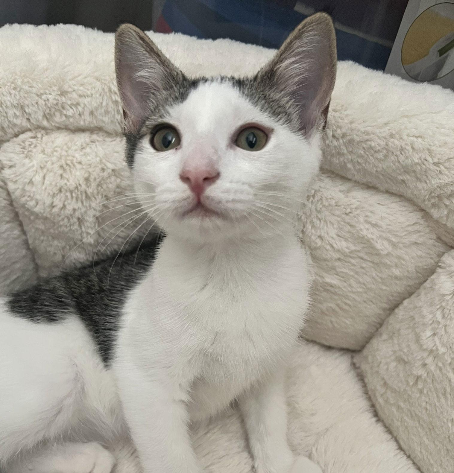 Enlarge Lil #Phil's-Rugrat-sis, a Adopted mixed breed in Houston, TX image 3/3