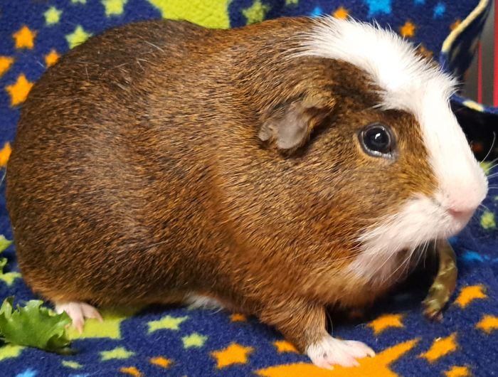 Enlarge Arlo, an adopted Short-Haired in Gary, IN image 2/3