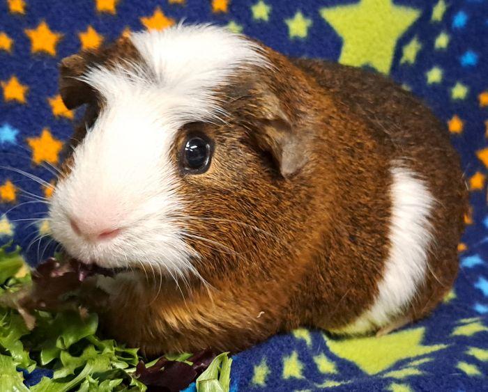 Enlarge Arlo, an adopted Short-Haired in Gary, IN image 1/3