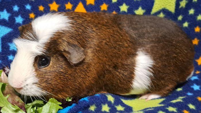 Enlarge Arlo, an adopted Short-Haired in Gary, IN image 3/3