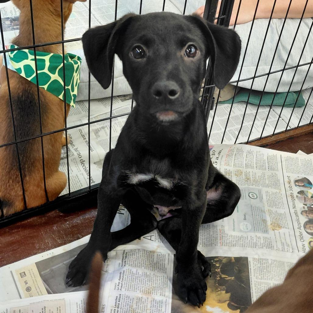 Schwartz AL — thumbnail 2