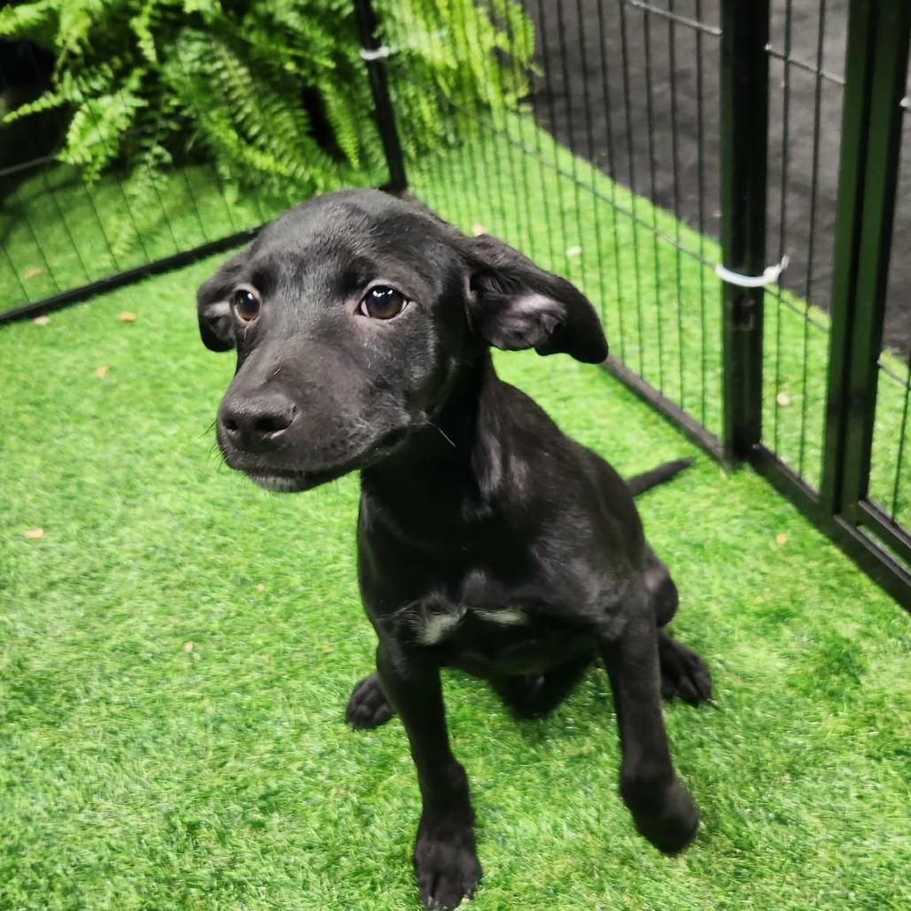 Schwartz AL — thumbnail 3