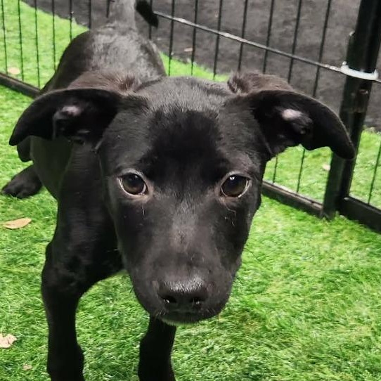 Schwartz AL — thumbnail 6