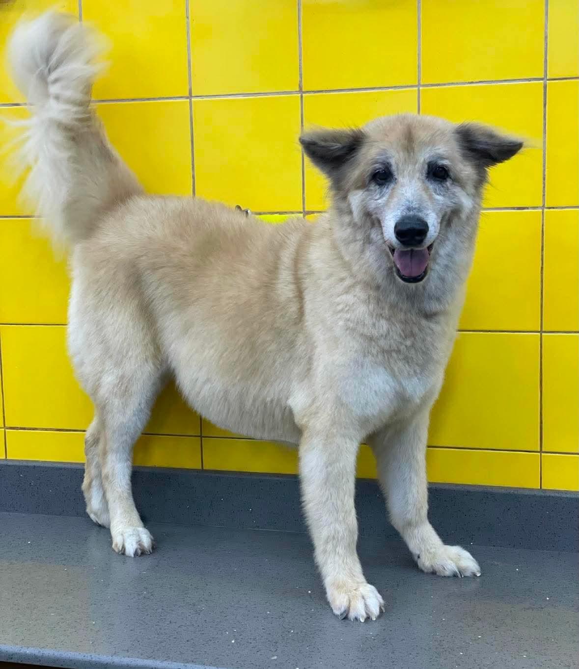 Enlarge Jake, a Adoptable mixed breed in York, PA image 1/1