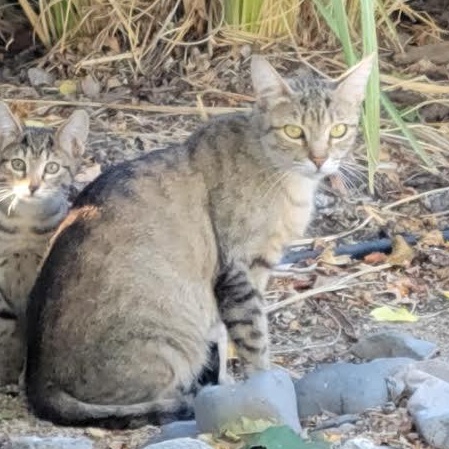 Vivi, Adoptable, Young Female Tabby.