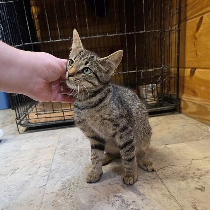 Storm, Adoptable, Kitten Male Domestic Short Hair.