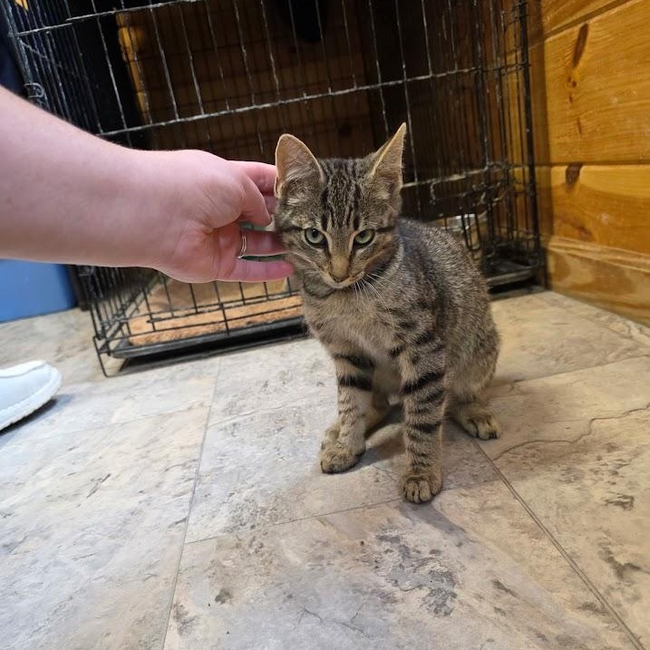Enlarge Storm, a Adoptable Domestic Short Hair in Covington, VA image 2/2
