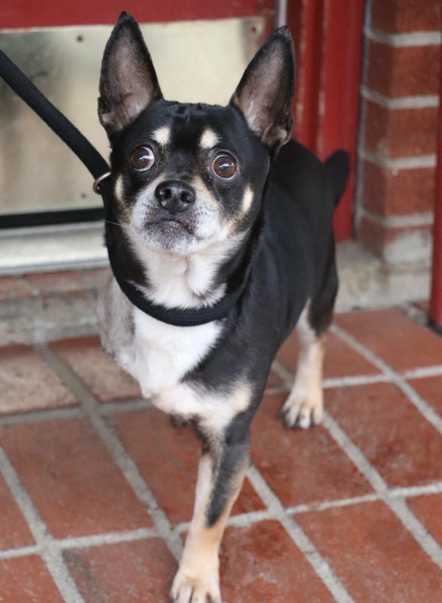 Enlarge Hector, a ADOPTABLE mixed breed in Minneapolis, MN image 1/2