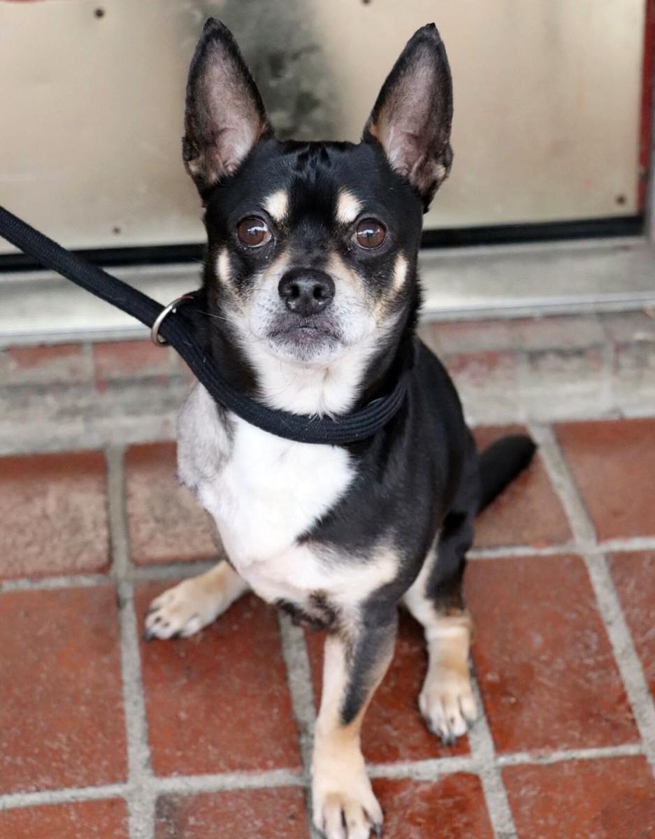 Enlarge Hector, a ADOPTABLE mixed breed in Minneapolis, MN image 2/2