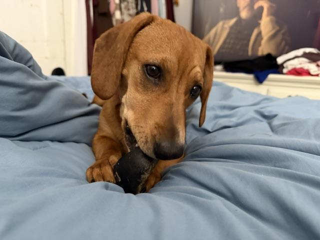 Rosemary, an adopted Dachshund in East Amherst, NY image 3/3