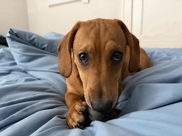 Rosemary, adopted, Puppy Female Dachshund.