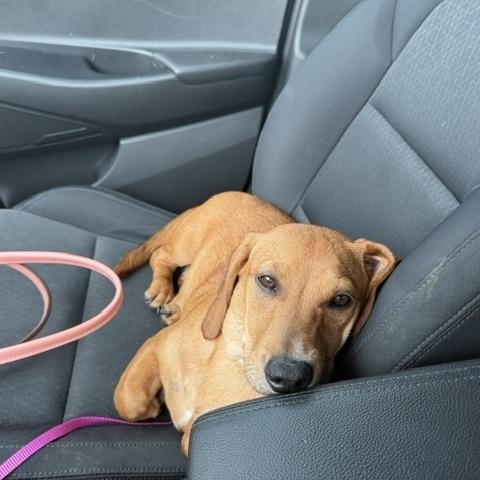 Rosemary, an adopted Dachshund in East Amherst, NY image 2/3