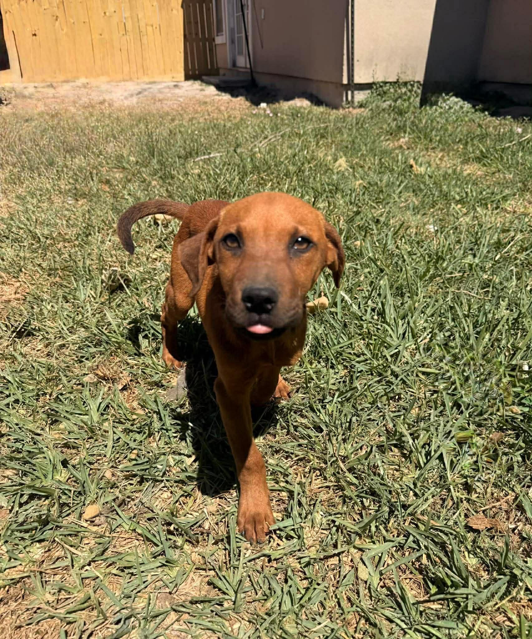 Enlarge Dex, a ADOPTABLE mixed breed in Boise, ID image 1/2