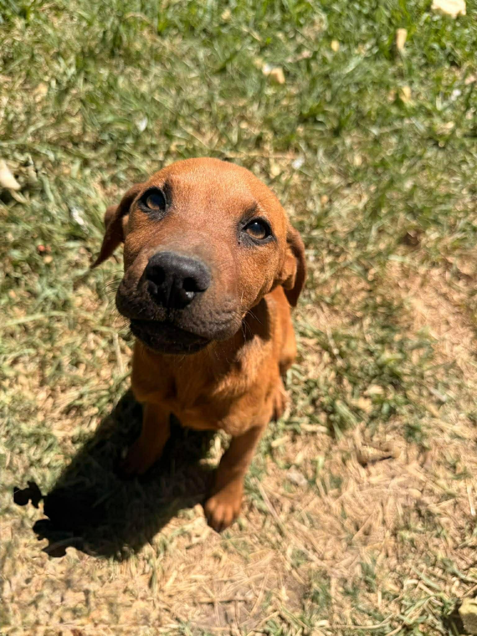 Enlarge Dex, a ADOPTABLE mixed breed in Boise, ID image 2/2