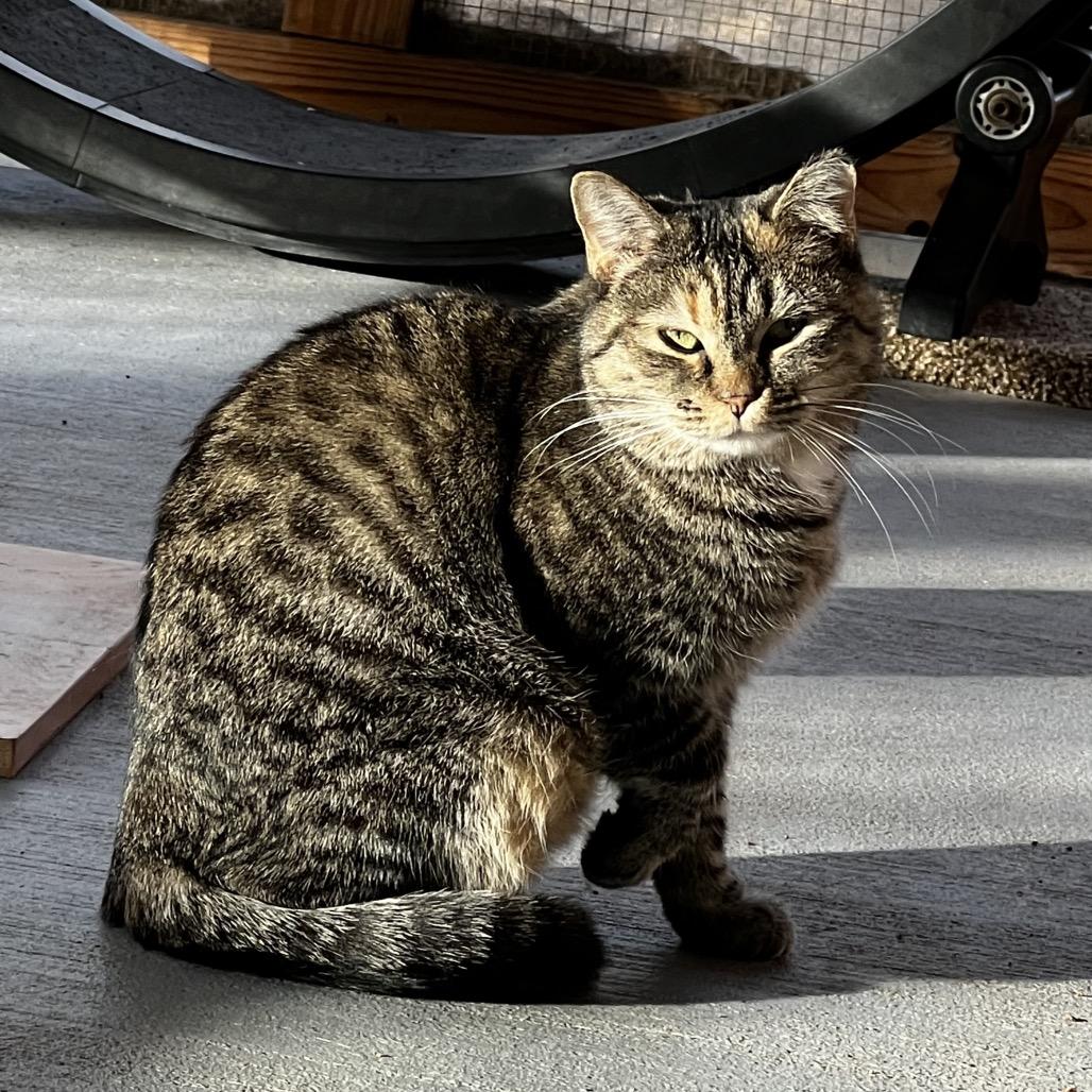 Enlarge Rapunzel, a Adoptable Domestic Short Hair in Brighton, MO image 1/4