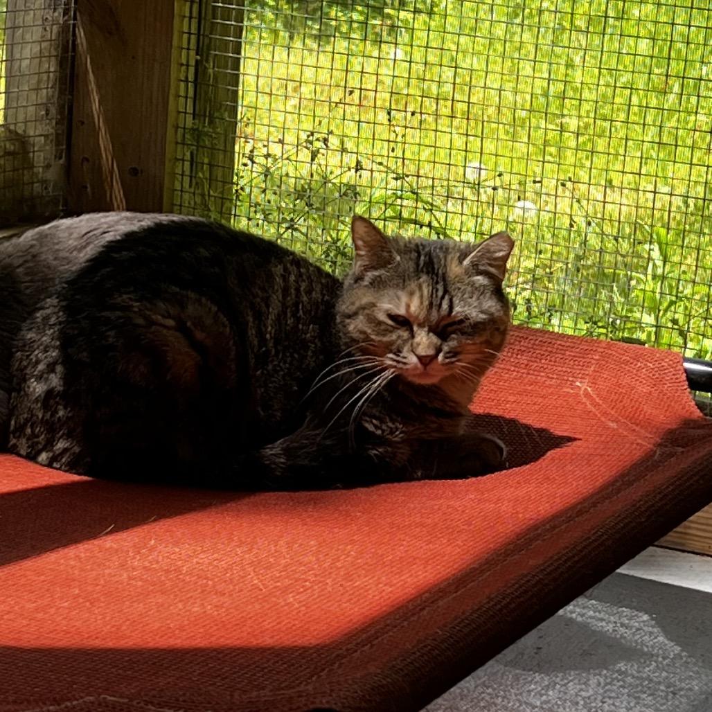 Rapunzel, a Adoptable Domestic Short Hair in Brighton, MO image 2/5