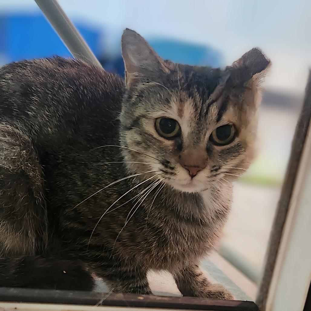 Enlarge Rapunzel, a Adoptable Domestic Short Hair in Brighton, MO image 1/2