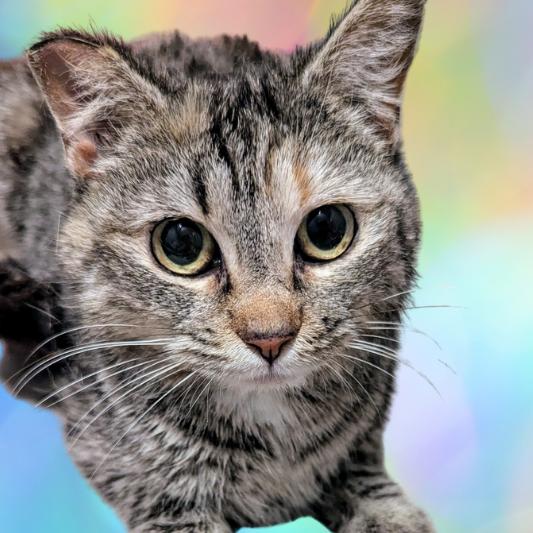 Enlarge Rapunzel, a Adoptable Domestic Short Hair in Brighton, MO image 4/4