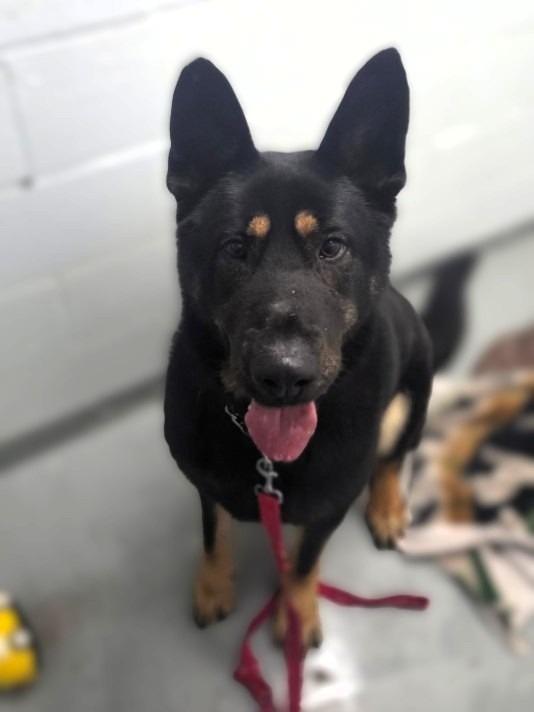 Enlarge Riley, a Adoptable German Shepherd Dog in Crandon, WI image 1/1