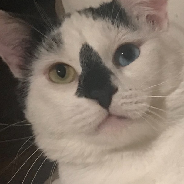 Enlarge Macho, a Adoptable American Shorthair in North Hollywood, CA image 1/5