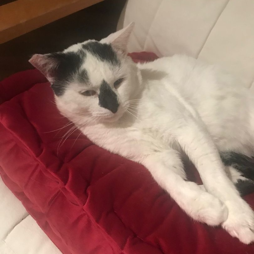 Enlarge Macho, a Adoptable American Shorthair in North Hollywood, CA image 2/5