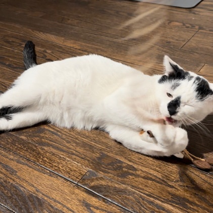 Macho, Adoptable, Young Male American Shorthair.