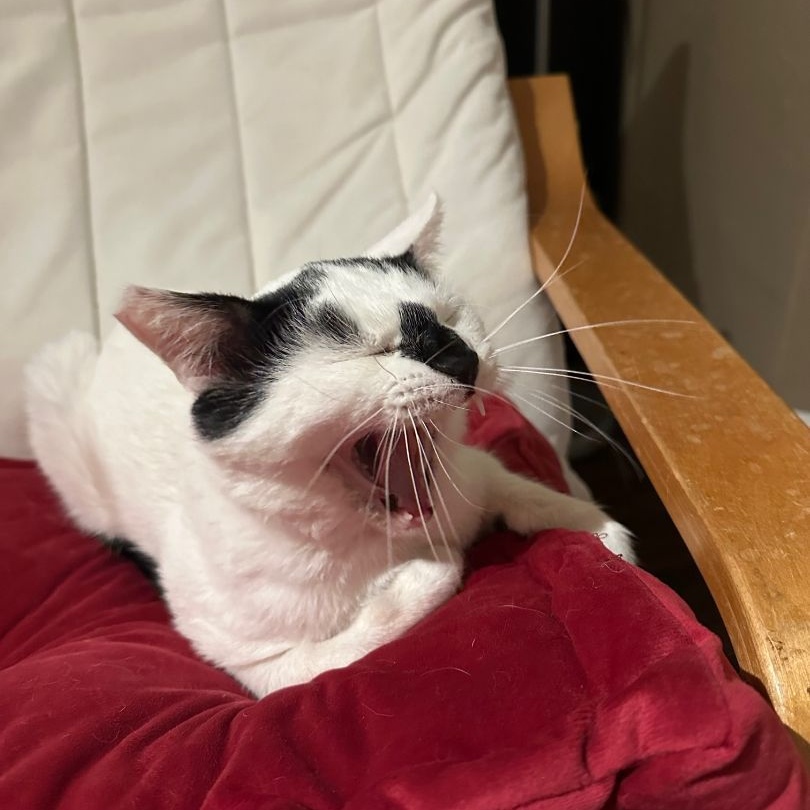 Enlarge Macho, a Adoptable American Shorthair in North Hollywood, CA image 4/5