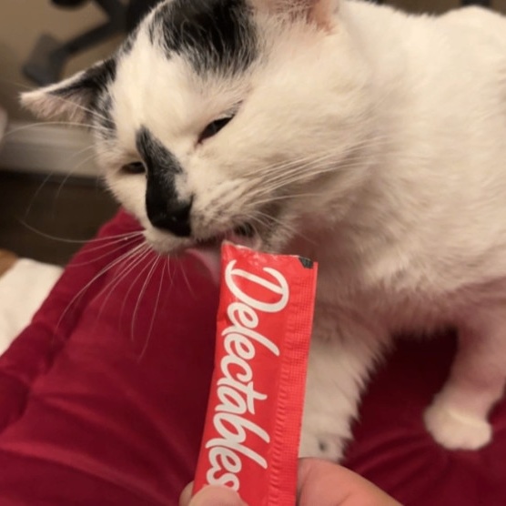 Enlarge Macho, a Adoptable American Shorthair in North Hollywood, CA image 5/5