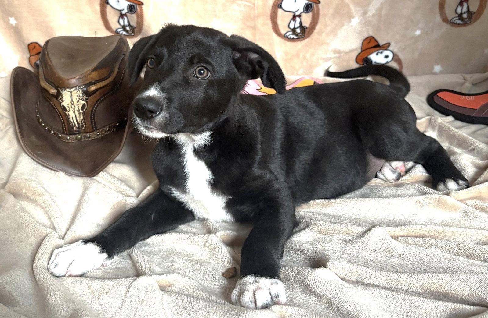 261238 King Julian, Adopted, Puppy Male Pit Bull Terrier & Labrador Retriever.