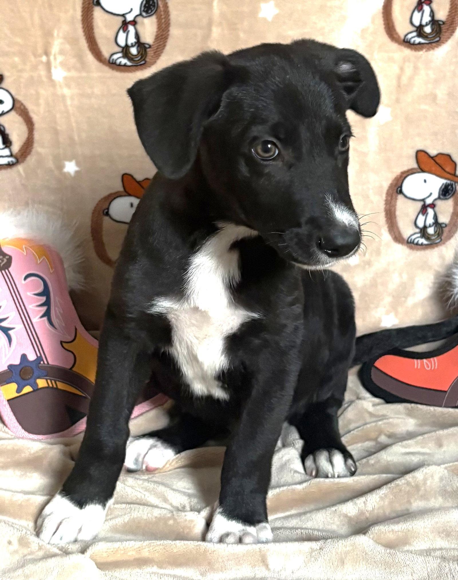 Enlarge 261238  King Julian, a Adopted mixed breed in Wetumpka, AL image 2/3