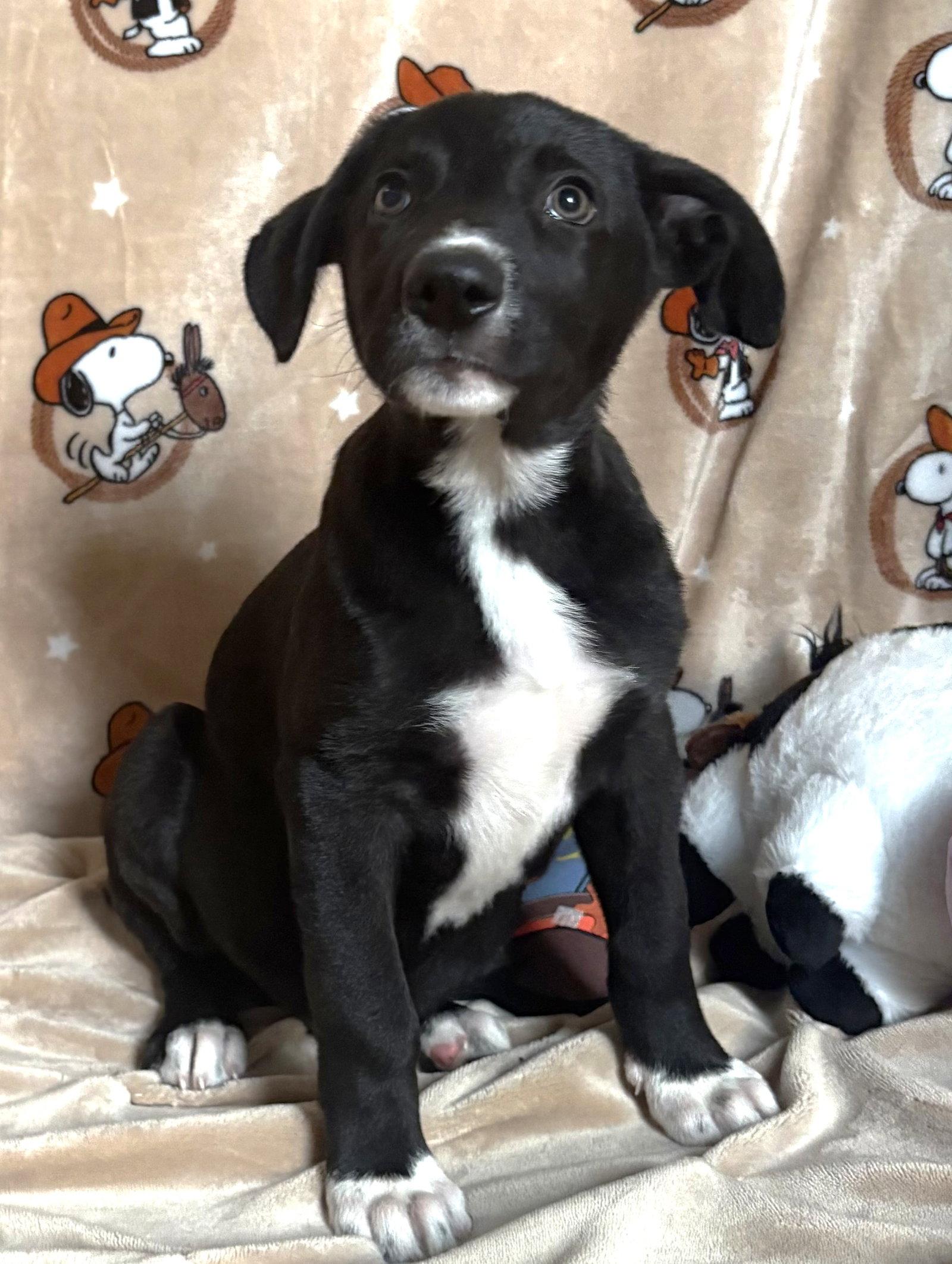 Enlarge 261238  King Julian, a Adopted mixed breed in Wetumpka, AL image 3/3