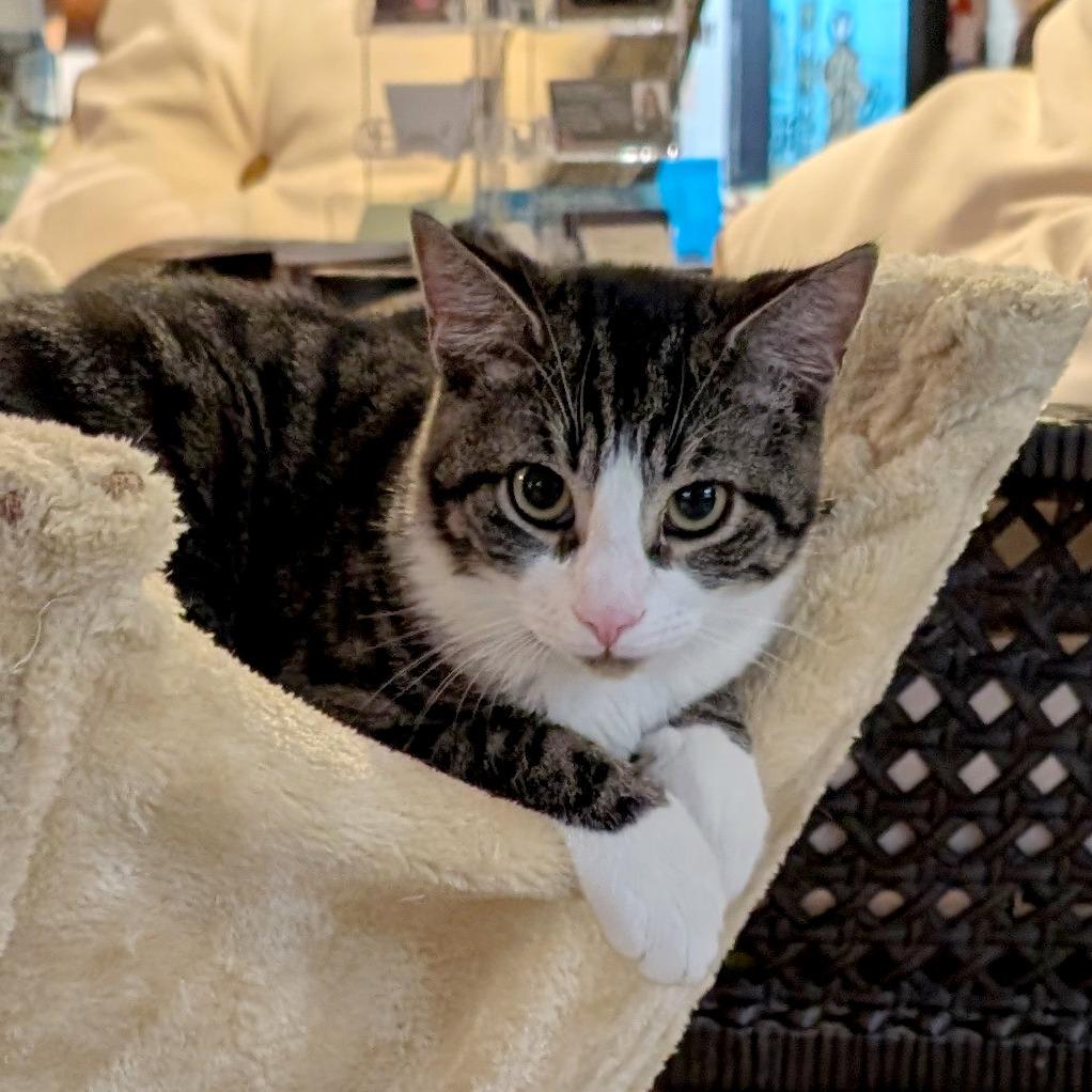 Enlarge Tom, a Adoptable Domestic Short Hair in Ridgely, MD image 1/1