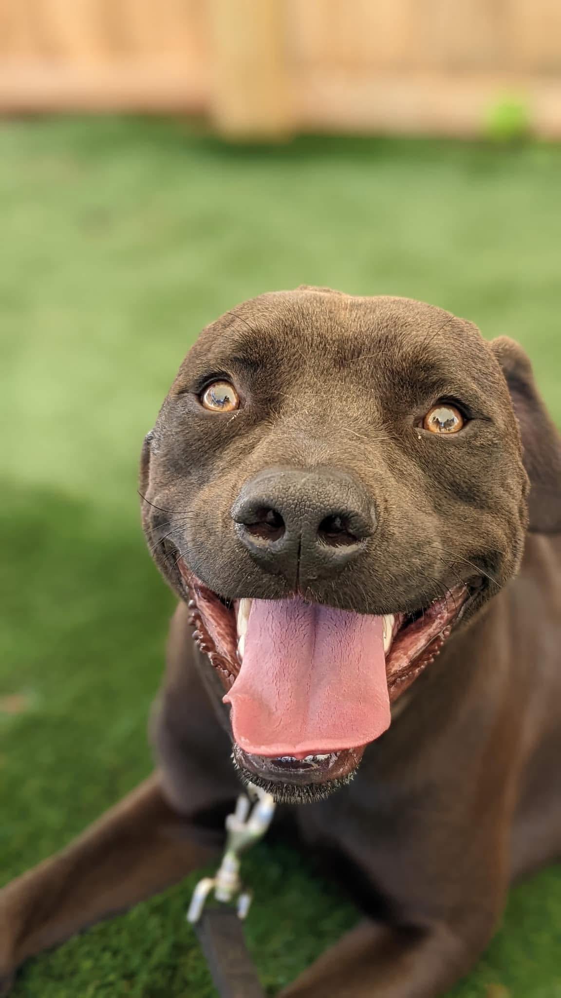 Enlarge Charlie, a Adoptable mixed breed in Gainesville, GA image 3/6