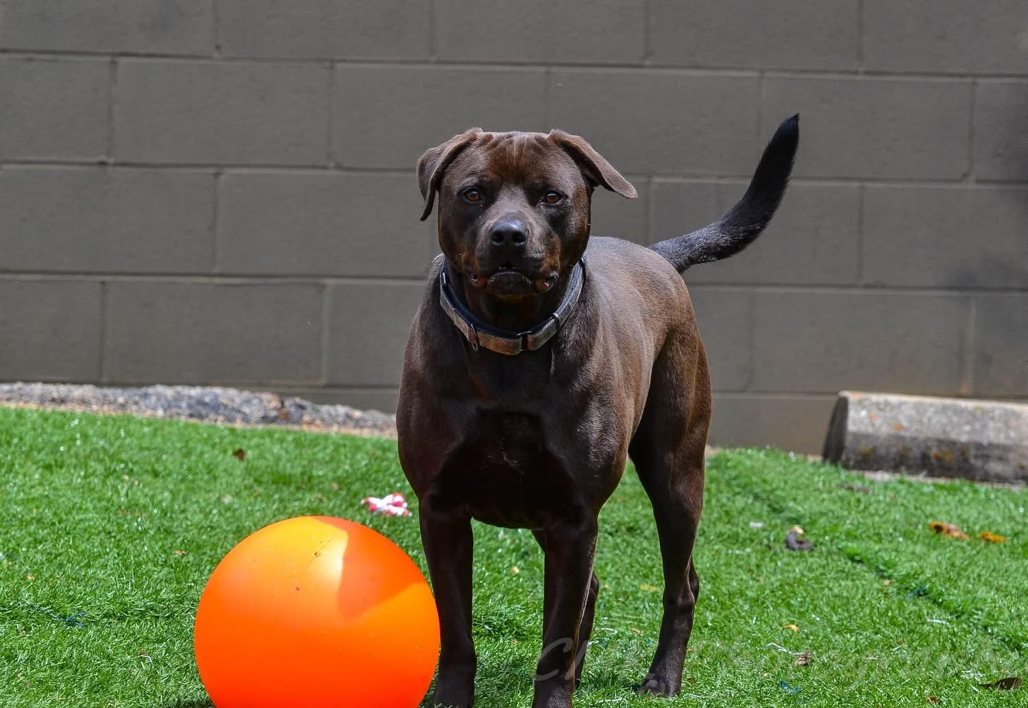 Enlarge Charlie, a Adoptable mixed breed in Gainesville, GA image 1/6