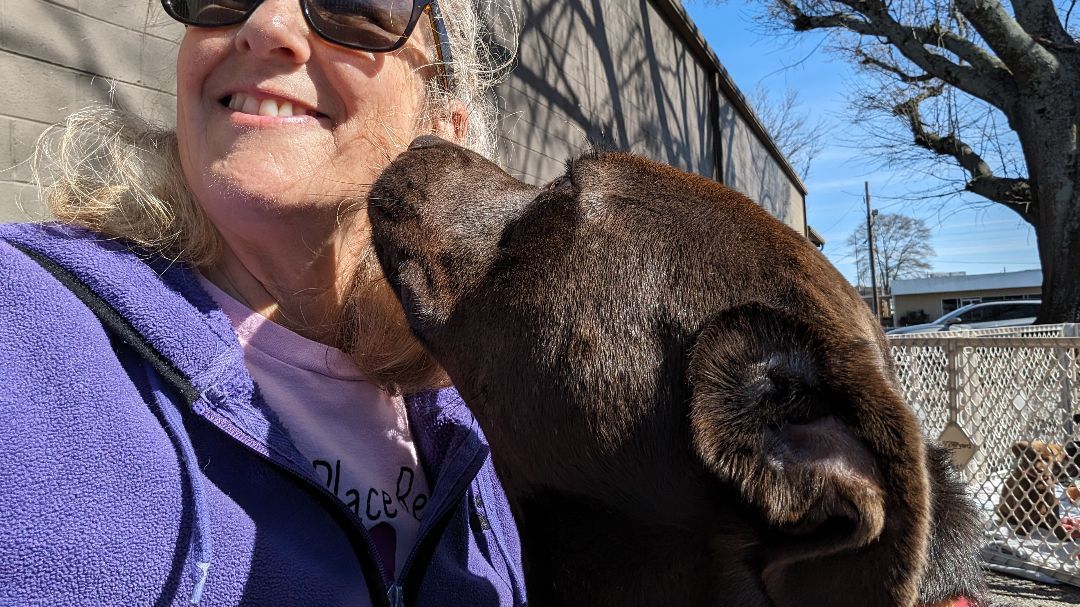 Enlarge Charlie, a Adoptable mixed breed in Gainesville, GA image 7/7