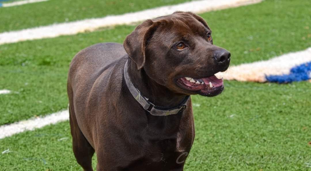 Charlie, a Adoptable mixed breed in Gainesville, GA image 1/7